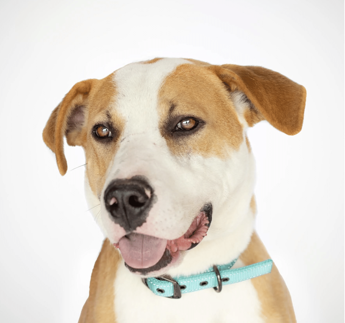 This is cooper, a light brown and white 1.5 yr old Shepherd/Pitbull mix, lying down on the grass with a smile on his face. He's available for adoption through Marley's Mutts in Tehachapi, CA